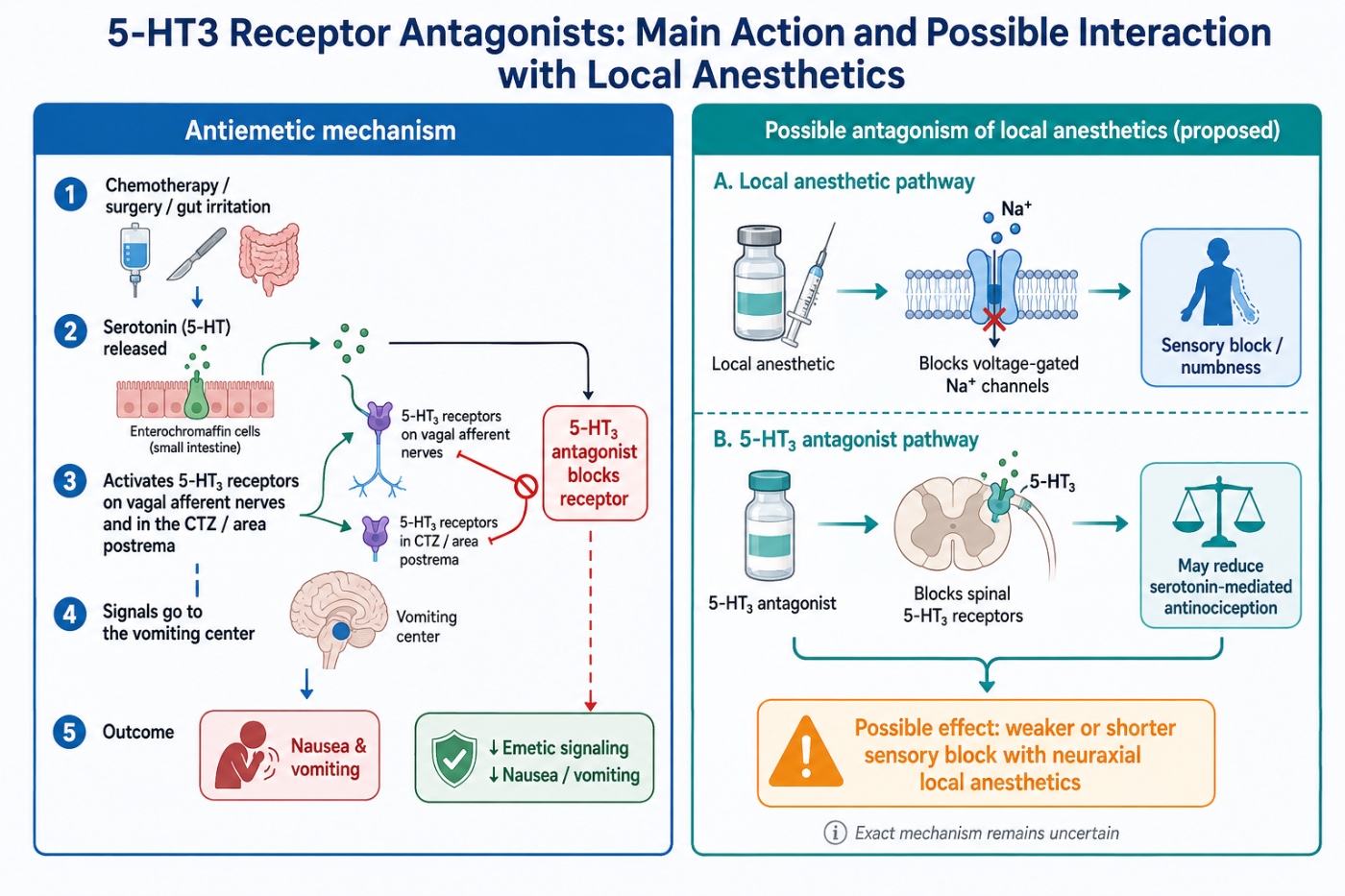 5-HT3 Receptor Antagonists on Local Anesthetics